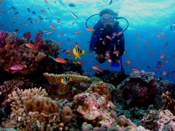 Fiji Dive Sites